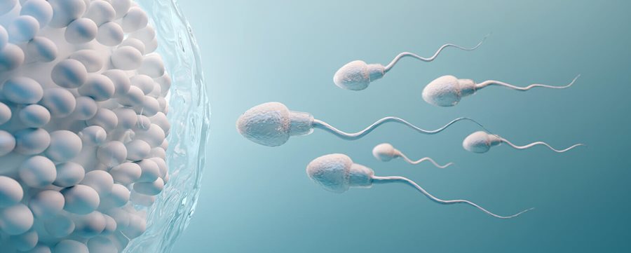 Male Fertility